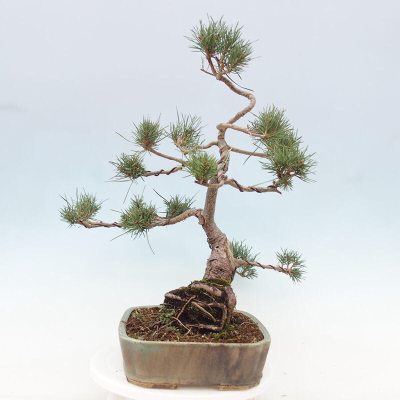 Venkovní bonsai - Pinus Sylvestris Watererri - Borovice lesní