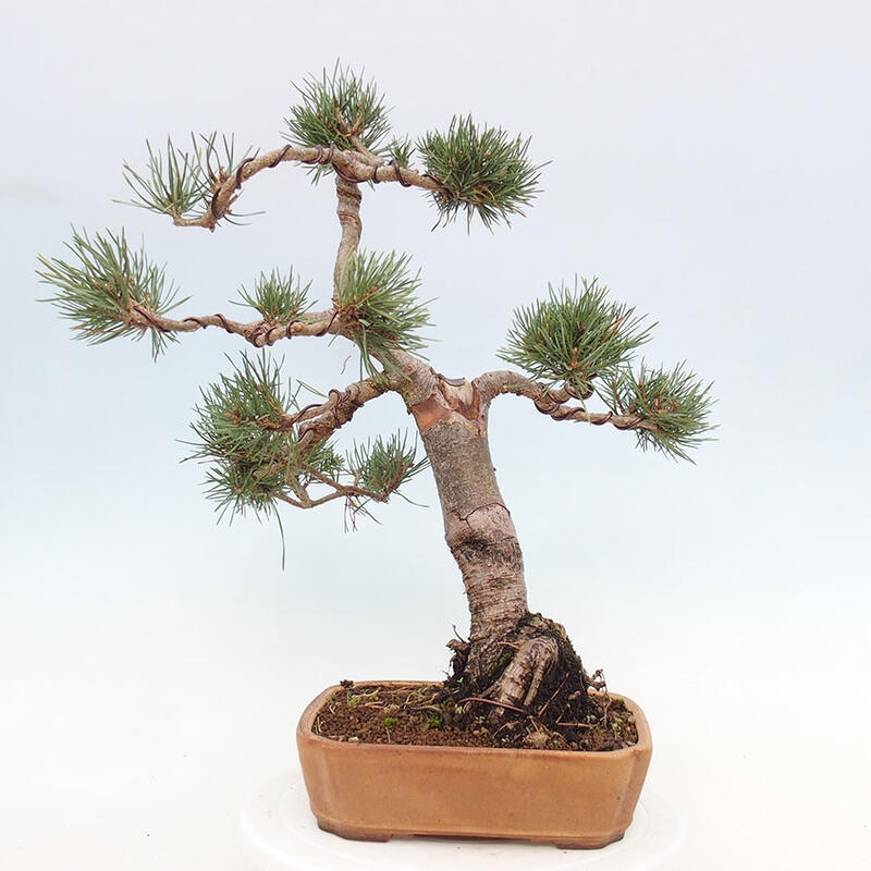 Venkovní bonsai - Pinus Sylvestris Watererri - Borovice lesní