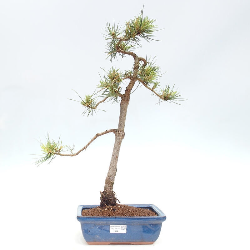 Venkovní bonsai - Pinus Sylvestris Watererri - Borovice lesní