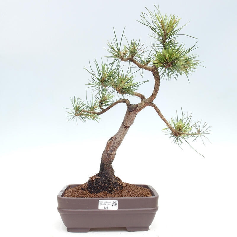 Venkovní bonsai - Pinus Sylvestris Watererri - Borovice lesní