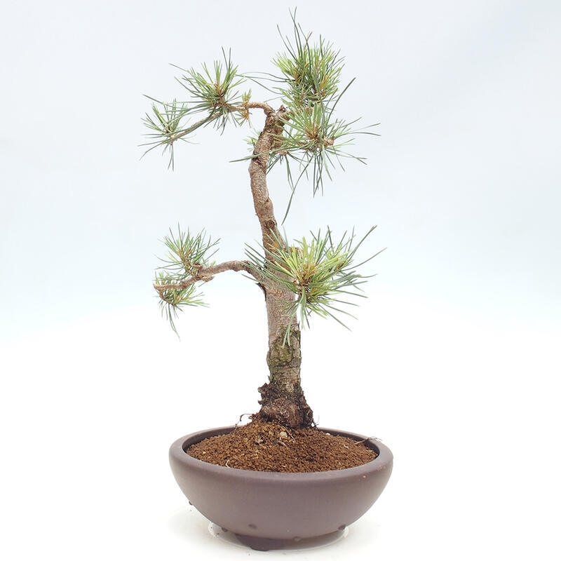 Venkovní bonsai - Pinus Sylvestris Watererri - Borovice lesní