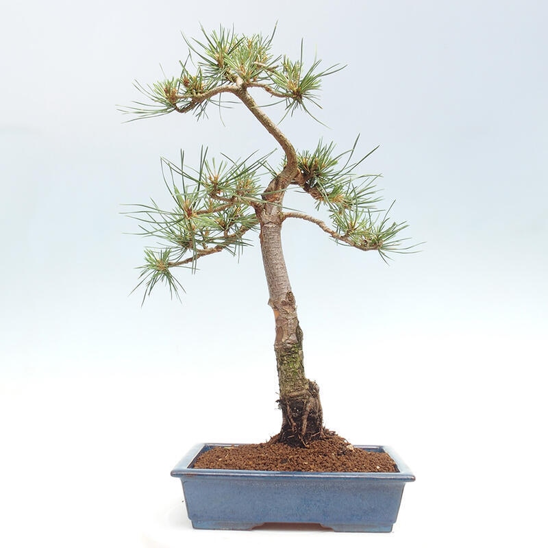 Venkovní bonsai - Pinus Sylvestris Watererri - Borovice lesní