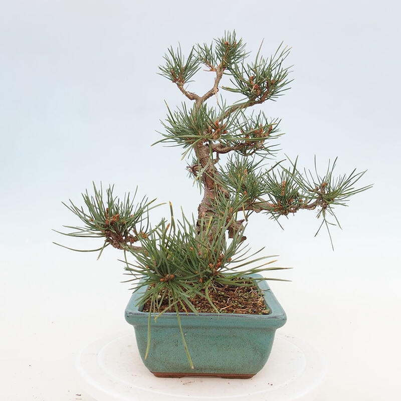 Venkovní bonsai - Pinus Sylvestris Watererri - Borovice lesní