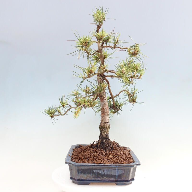 Venkovní bonsai - Pinus Sylvestris Watererri - Borovice lesní