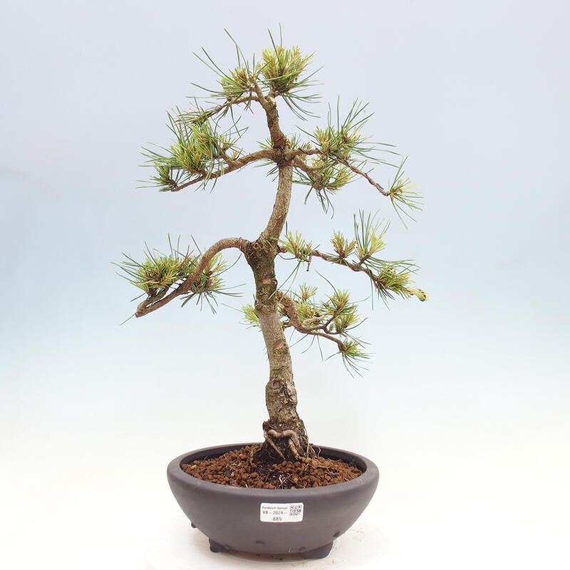 Venkovní bonsai - Pinus Sylvestris Watererri - Borovice lesní