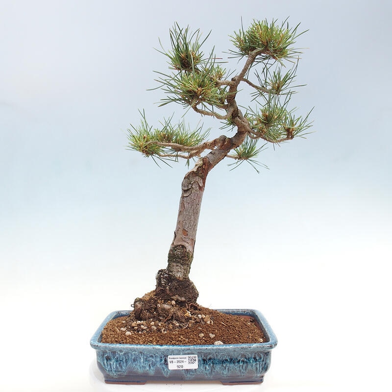 Venkovní bonsai - Pinus Sylvestris Watererri - Borovice lesní