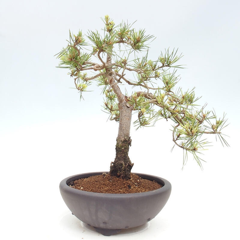 Venkovní bonsai - Pinus Sylvestris Watererri - Borovice lesní