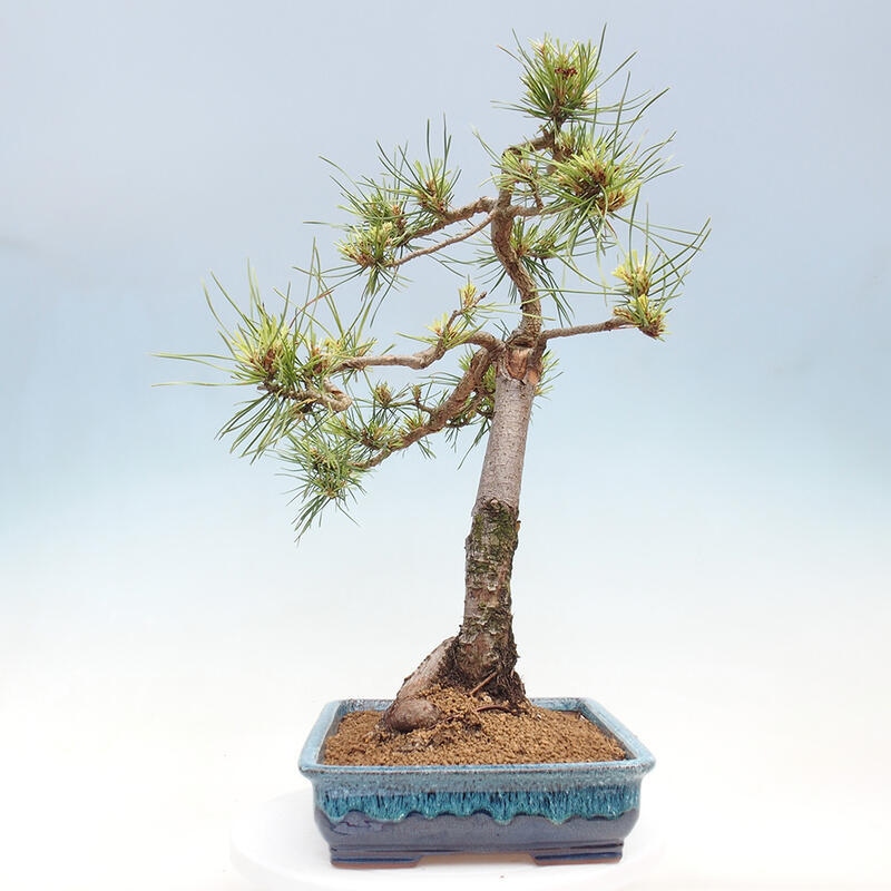 Venkovní bonsai - Pinus Sylvestris Watererri - Borovice lesní