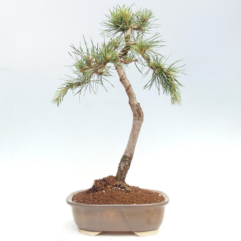 Venkovní bonsai - Pinus Sylvestris Watererri - Borovice lesní