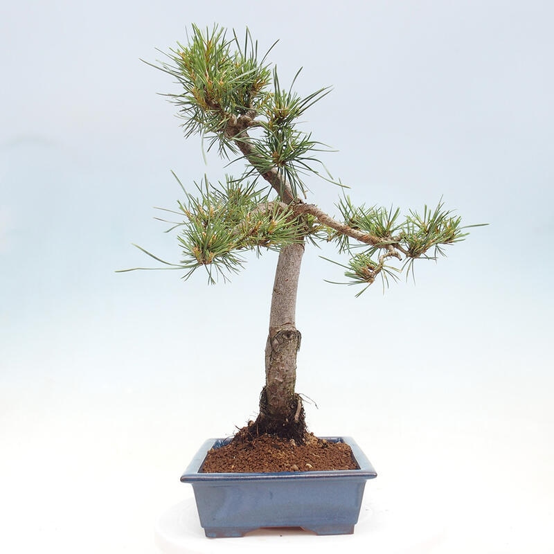 Venkovní bonsai - Pinus Sylvestris Watererri - Borovice lesní