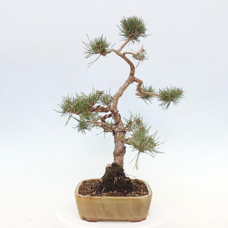 Venkovní bonsai - Pinus Sylvestris Watererri - Borovice lesní