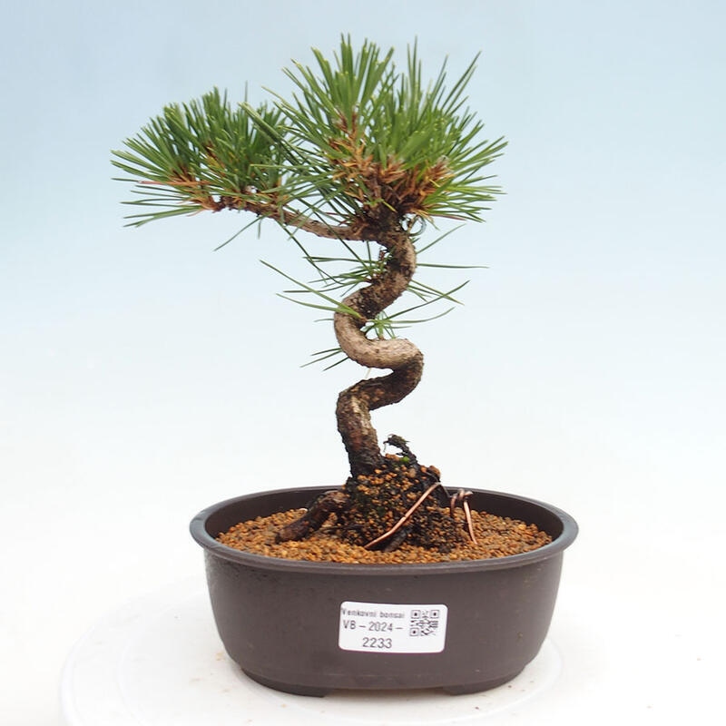 Venkovní bonsai - Pinus thunbergii - Borovice thunbergova