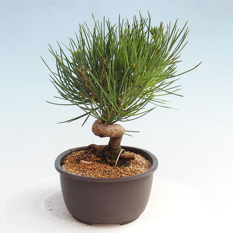 Venkovní bonsai - Pinus thunbergii - Borovice thunbergova