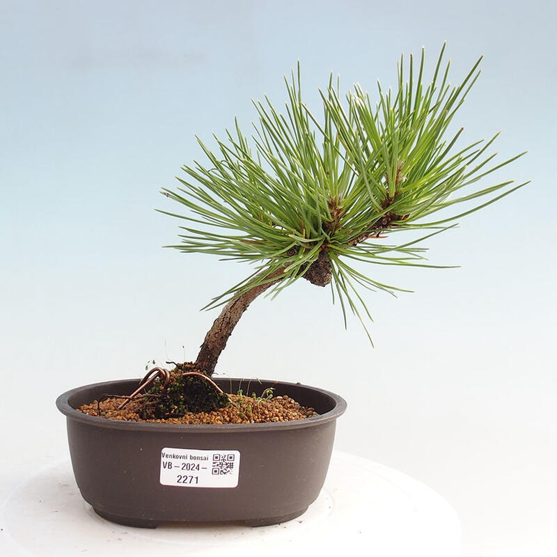 Venkovní bonsai - Pinus thunbergii - Borovice thunbergova