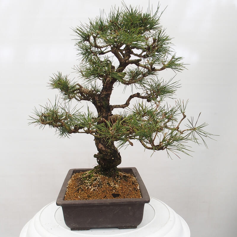 Venkovní bonsai - Pinus thunbergii - Borovice thunbergova