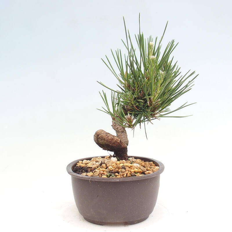 Venkovní bonsai - Pinus thunbergii - Borovice thunbergova