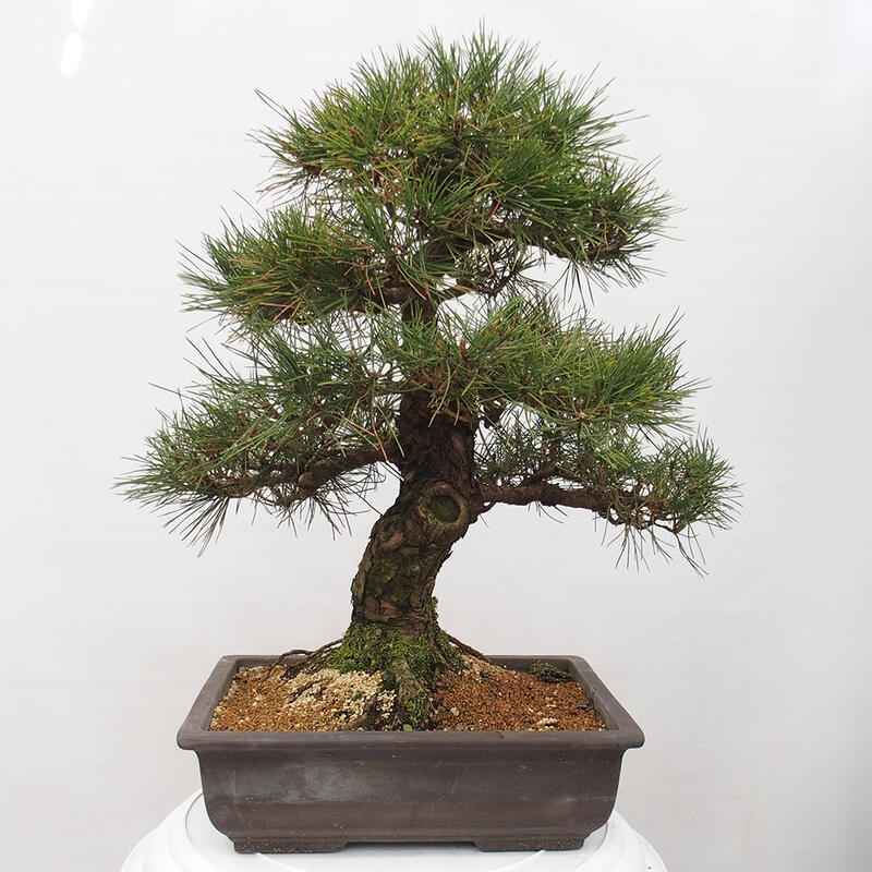 Venkovní bonsai - Pinus thunbergii - Borovice thunbergova