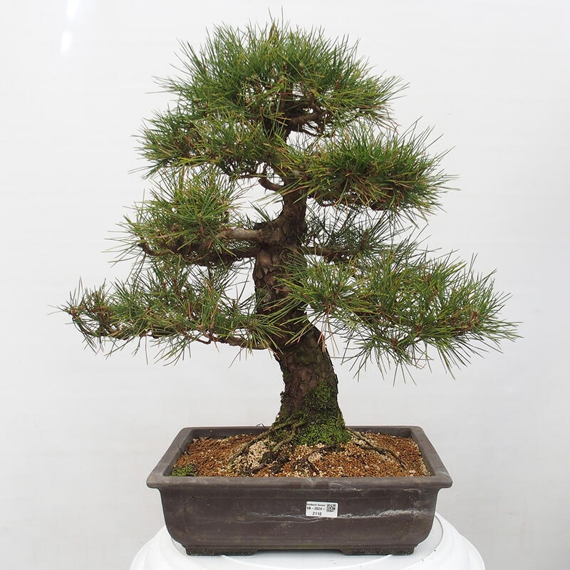 Venkovní bonsai - Pinus thunbergii - Borovice thunbergova