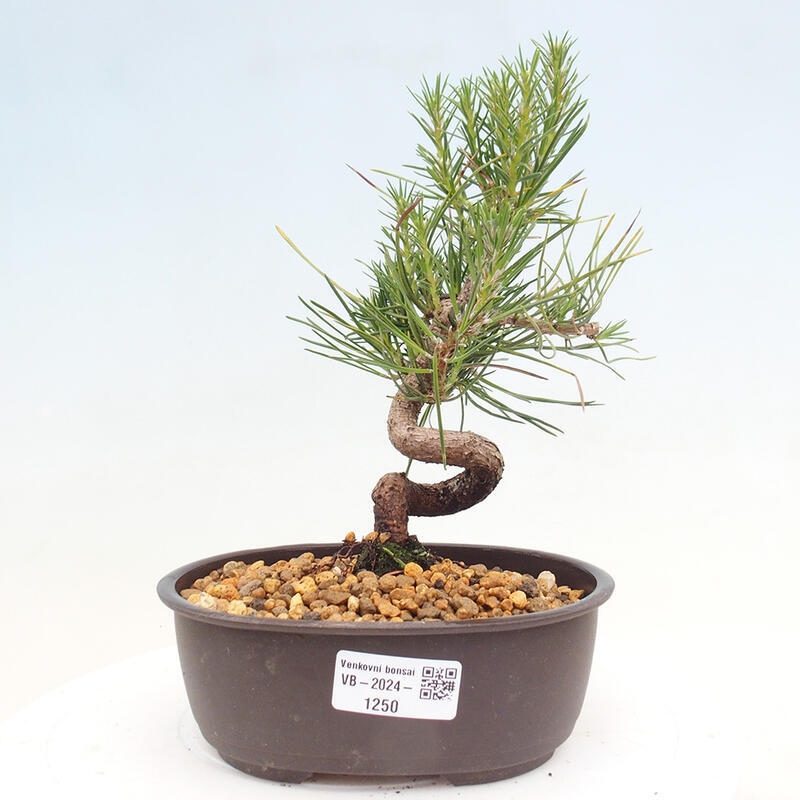 Venkovní bonsai - Pinus thunbergii - Borovice thunbergova