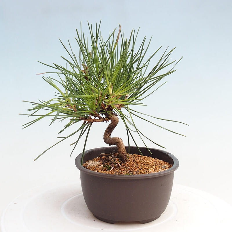 Venkovní bonsai - Pinus thunbergii - Borovice thunbergova