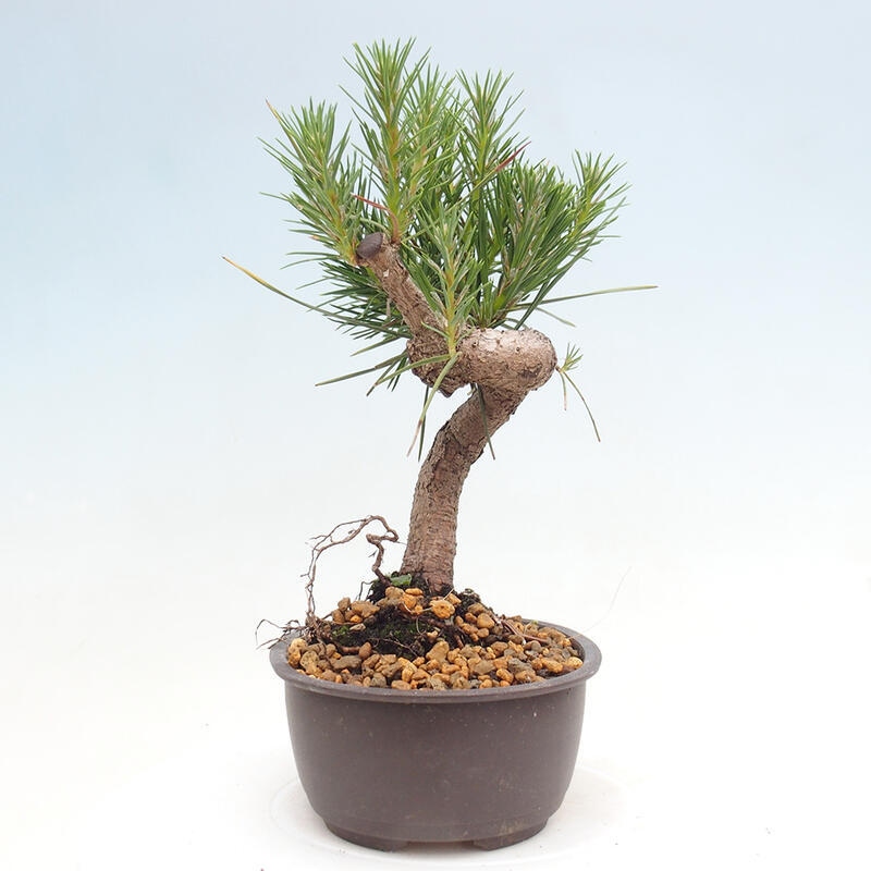 Venkovní bonsai - Pinus thunbergii - Borovice thunbergova