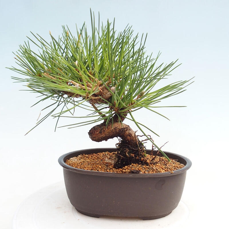 Venkovní bonsai - Pinus thunbergii - Borovice thunbergova