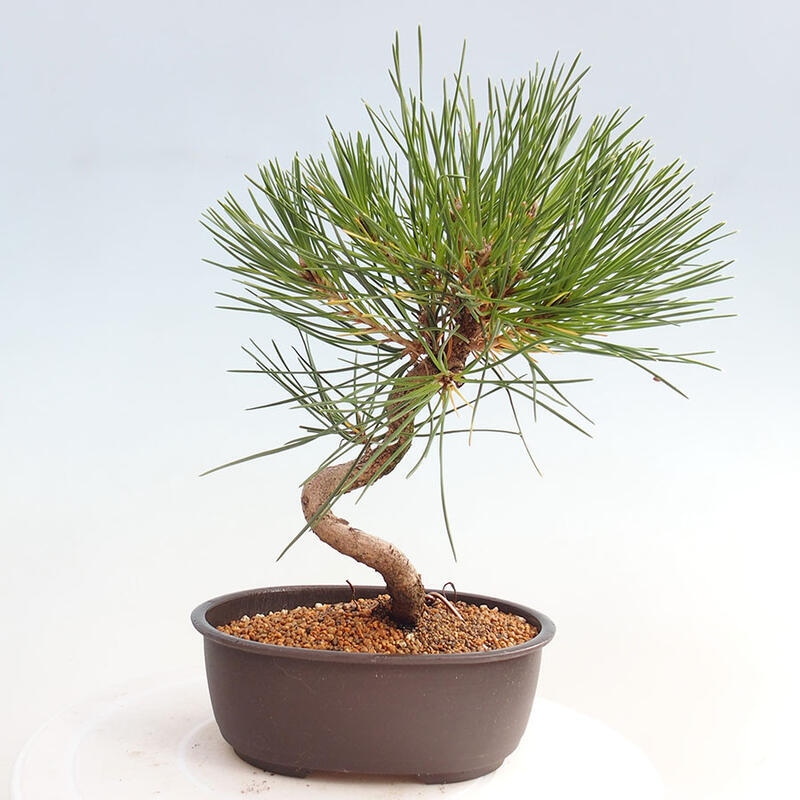 Venkovní bonsai - Pinus thunbergii - Borovice thunbergova