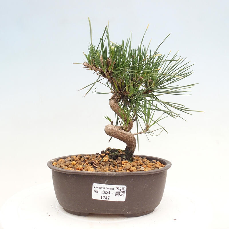 Venkovní bonsai - Pinus thunbergii - Borovice thunbergova