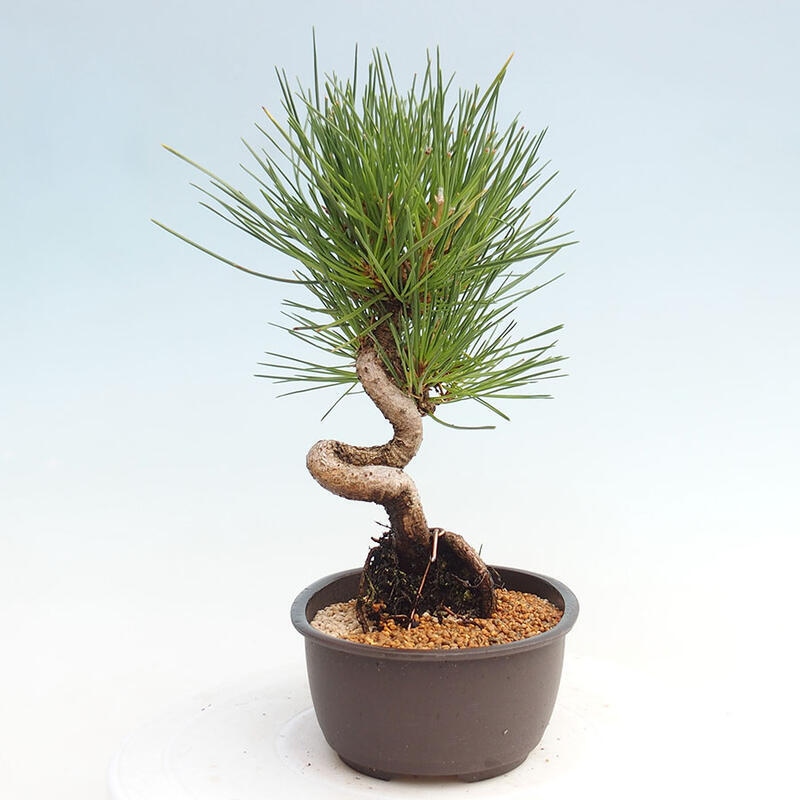 Venkovní bonsai - Pinus thunbergii - Borovice thunbergova