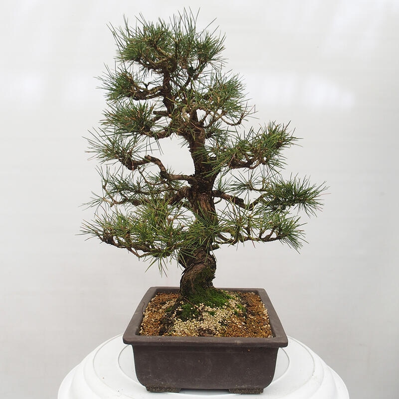 Venkovní bonsai - Pinus thunbergii - Borovice thunbergova