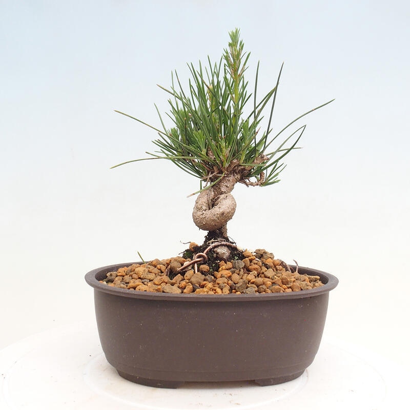 Venkovní bonsai - Pinus thunbergii - Borovice thunbergova