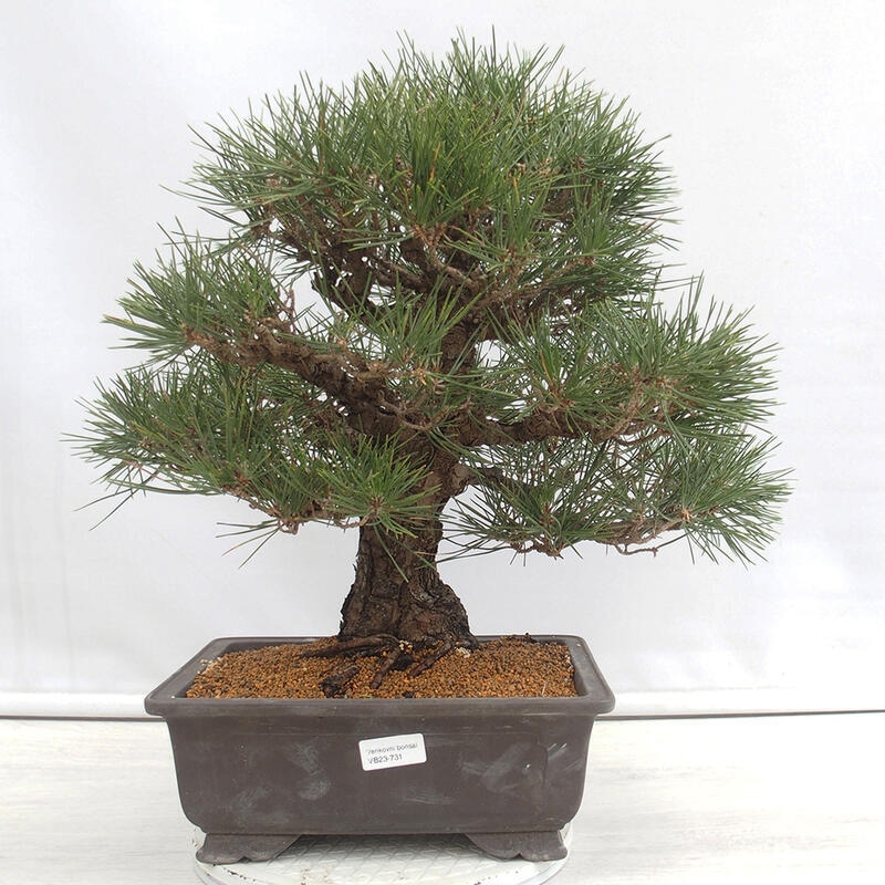 Venkovní bonsai - Pinus thunbergii - Borovice thunbergova