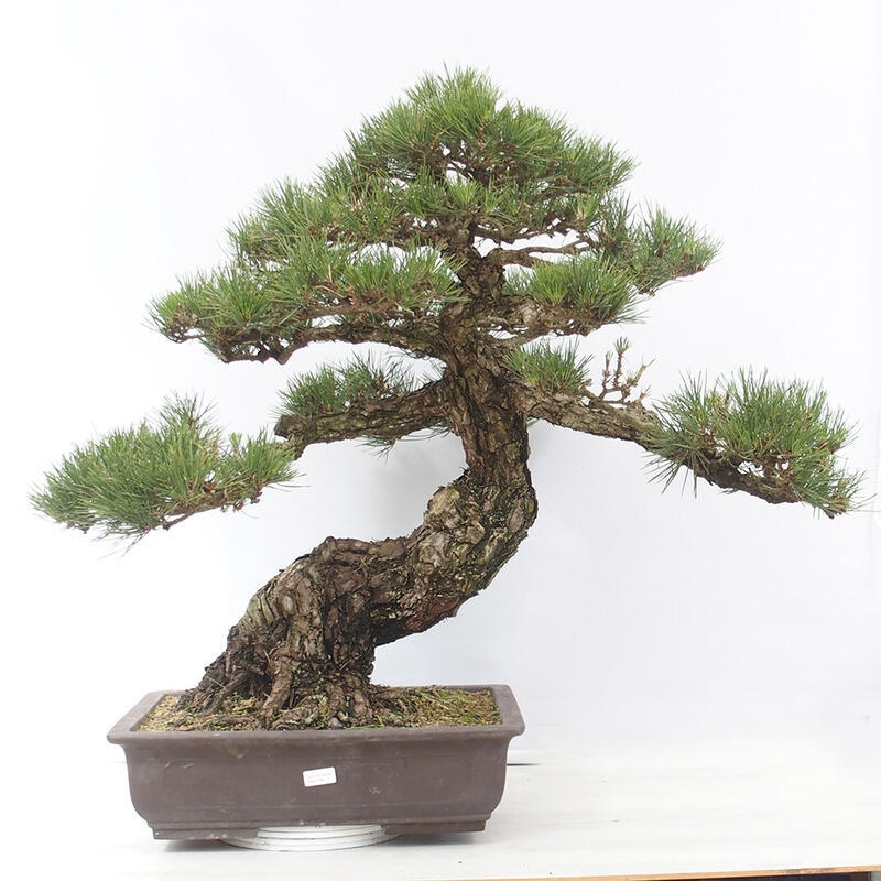 Venkovní bonsai - Pinus thunbergii - Borovice thunbergova