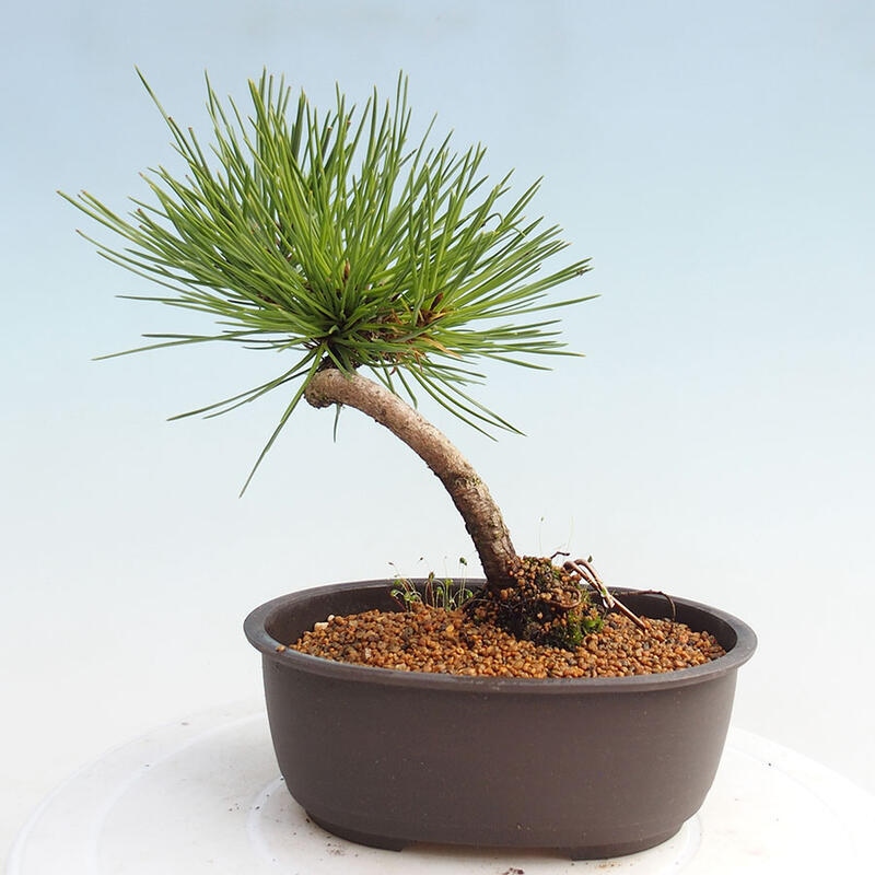 Venkovní bonsai - Pinus thunbergii - Borovice thunbergova