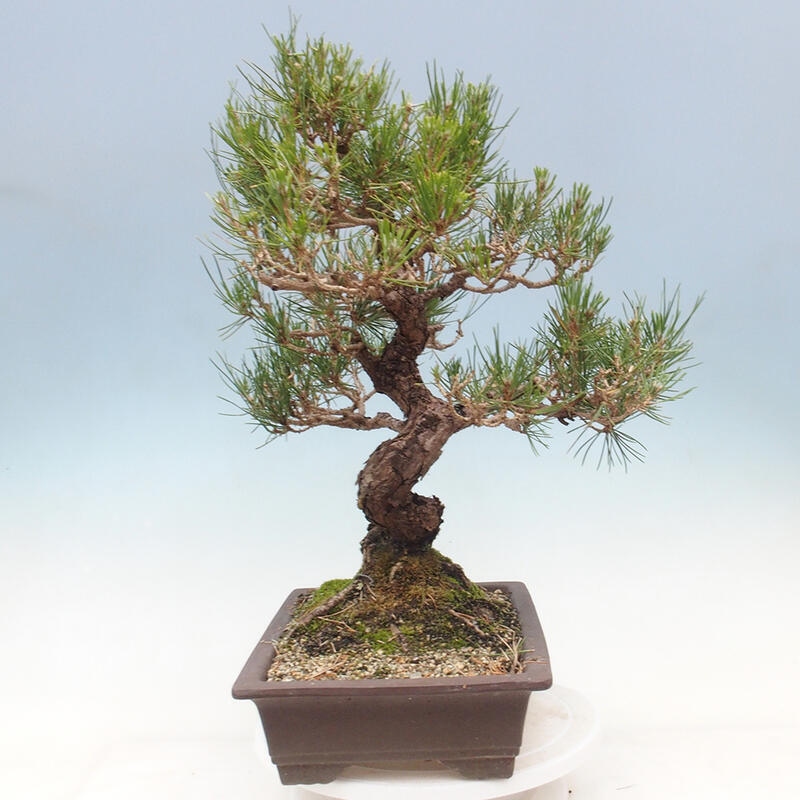 Venkovní bonsai - Pinus thunbergii - Borovice thunbergova