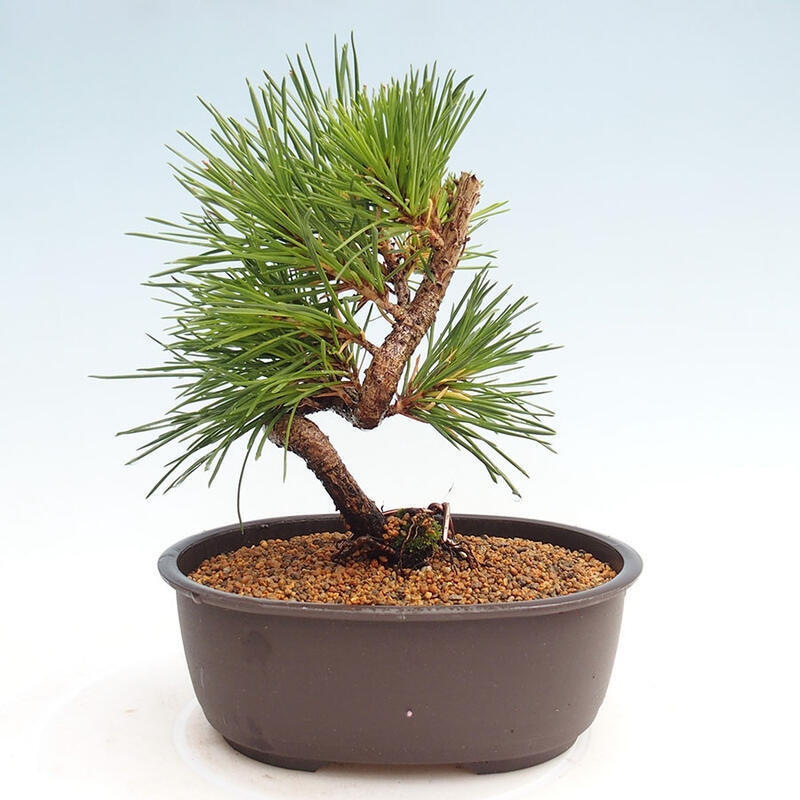 Venkovní bonsai - Pinus thunbergii - Borovice thunbergova