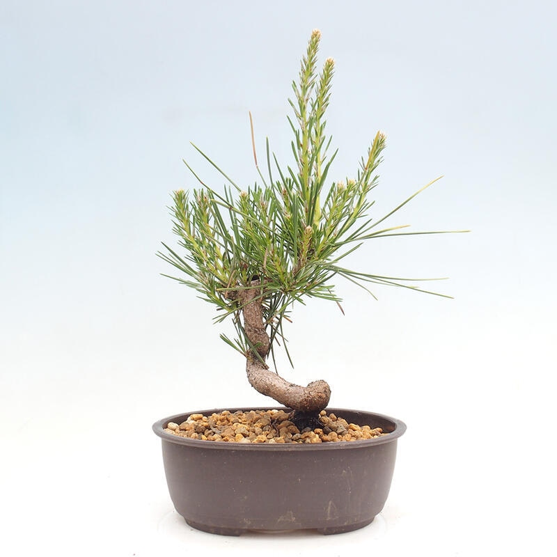 Venkovní bonsai - Pinus thunbergii - Borovice thunbergova