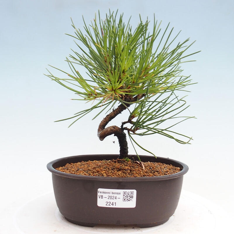 Venkovní bonsai - Pinus thunbergii - Borovice thunbergova