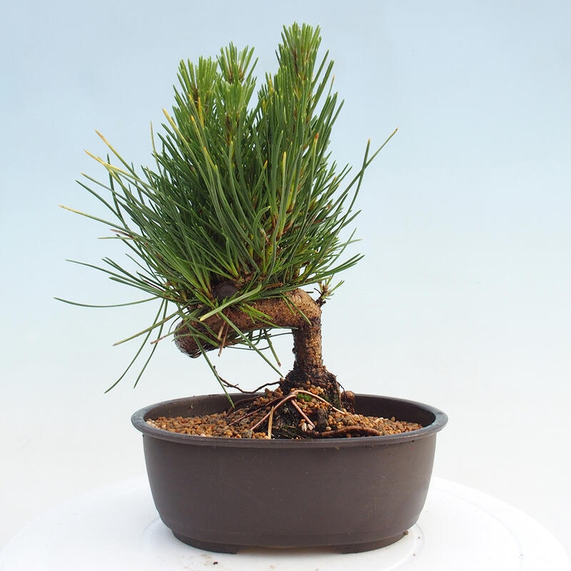 Venkovní bonsai - Pinus thunbergii - Borovice thunbergova