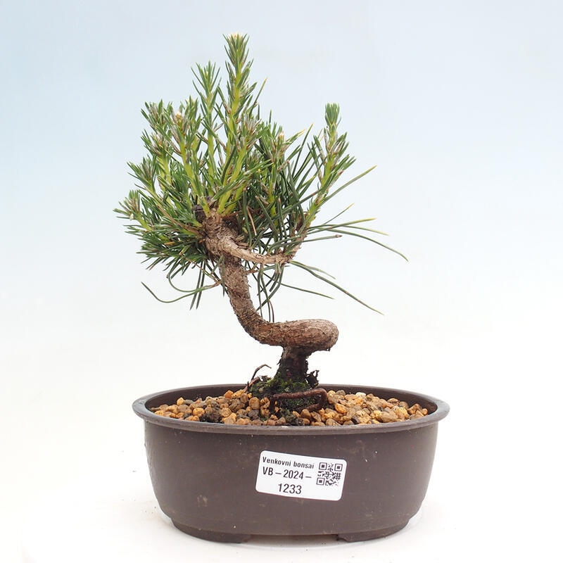 Venkovní bonsai - Pinus thunbergii - Borovice thunbergova