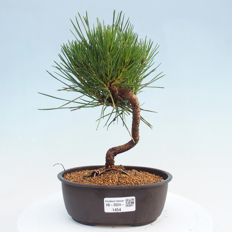 Venkovní bonsai - Pinus thunbergii - Borovice thunbergova