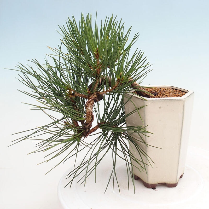 Venkovní bonsai - Pinus thunbergii - Borovice thunbergova