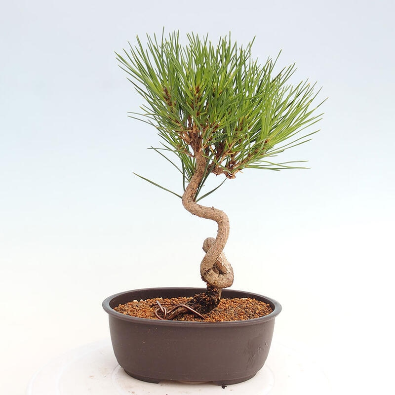 Venkovní bonsai - Pinus thunbergii - Borovice thunbergova