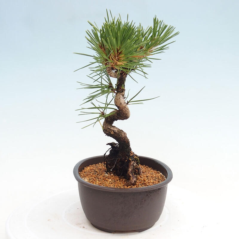 Venkovní bonsai - Pinus thunbergii - Borovice thunbergova