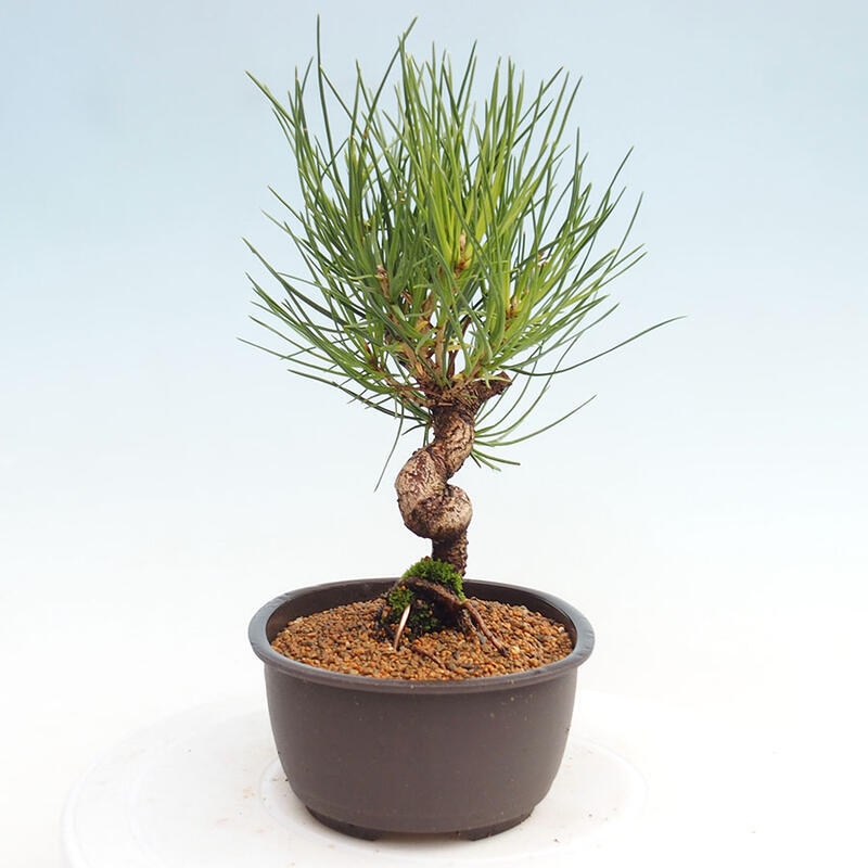 Venkovní bonsai - Pinus thunbergii - Borovice thunbergova