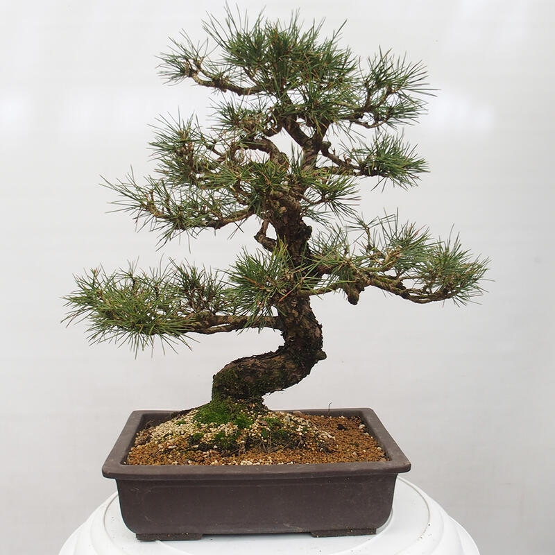 Venkovní bonsai - Pinus thunbergii - Borovice thunbergova