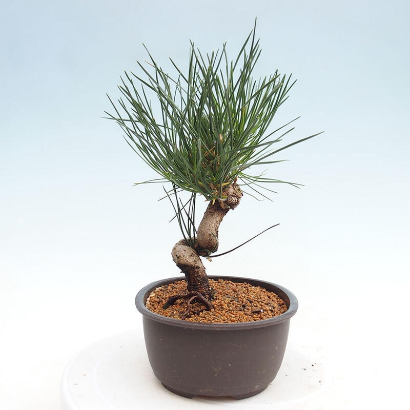 Venkovní bonsai - Pinus thunbergii - Borovice thunbergova