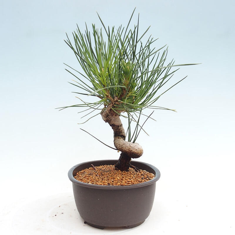 Venkovní bonsai - Pinus thunbergii - Borovice thunbergova