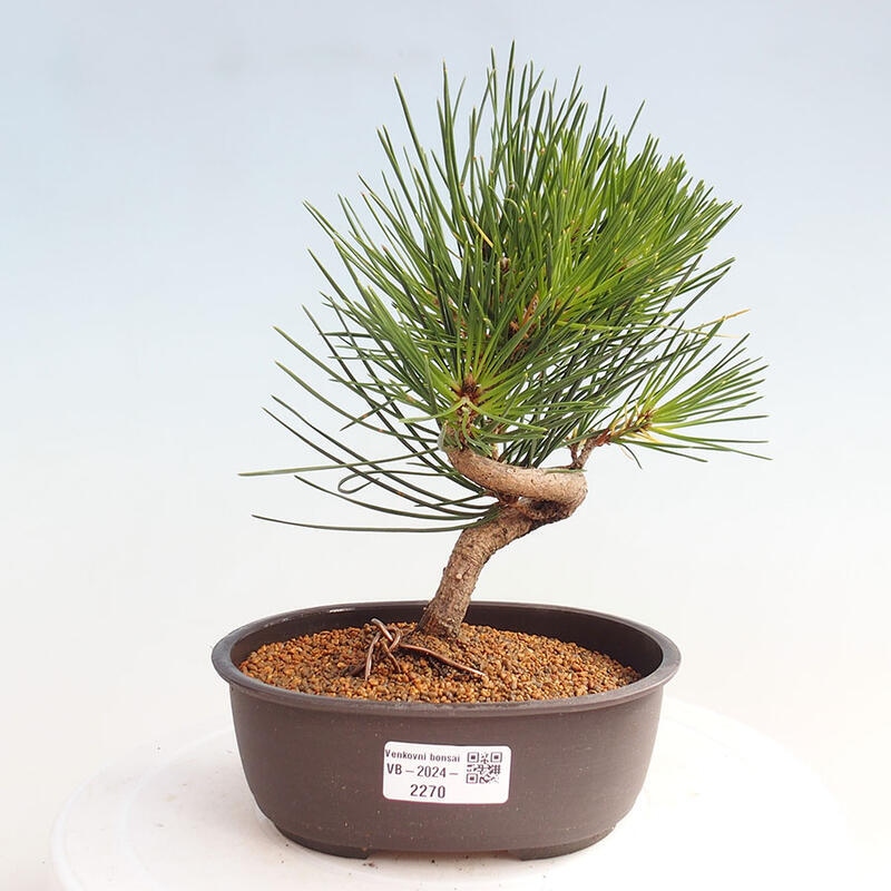 Venkovní bonsai - Pinus thunbergii - Borovice thunbergova