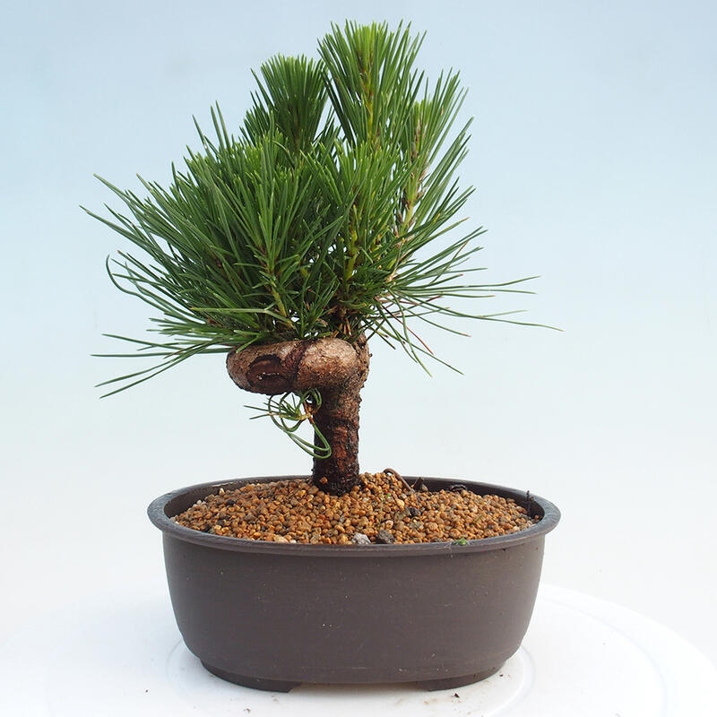 Venkovní bonsai - Pinus thunbergii - Borovice thunbergova